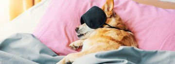 Sweet Dreams: A Guide to Getting Your Dog Out of Your Bed and Into Theirs